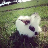 Kanin ??TOFFI??R.I.P??