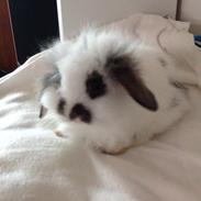 Kanin ??TOFFI??R.I.P??