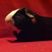 Marsvin Gizmos Speedy