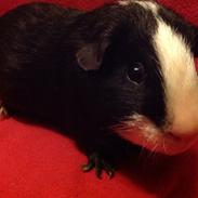 Marsvin Gizmos Speedy