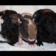 Marsvin Gizmos Speedy