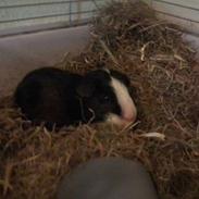 Marsvin Gizmos Speedy