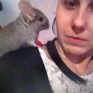 Chinchilla Chilli AKA Bum