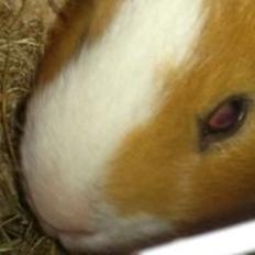 Marsvin Timo.  R.I.P 