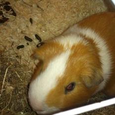 Marsvin Timo.  R.I.P 