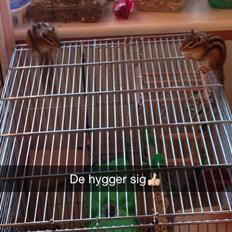 Jordegern Charlie.