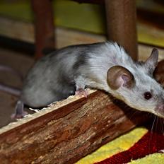 Mus Vejlmus' Ebay [Himmelgnaver]