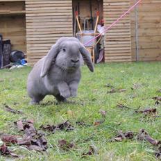 Kanin | Mabohas Mount Makalu