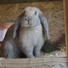 Kanin | Mabohas Mount Makalu