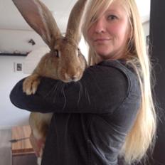 Kanin Belgisk kæmpe - Karla Kampvogn