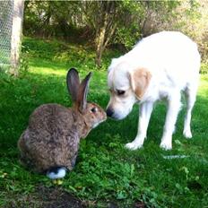 Kanin Belgisk kæmpe - Karla Kampvogn