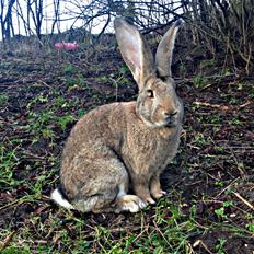 Kanin Belgisk kæmpe - Karla Kampvogn