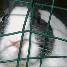 Kanin harbo´s Jolly-Cola | hollænder