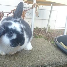 Kanin Smølfehusets Earth Apollo Spirit