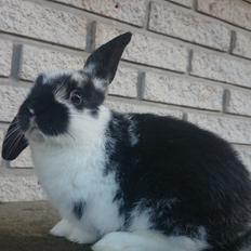 Kanin Smølfehusets Earth Apollo Spirit