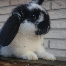 Kanin Smølfehusets Earth Apollo Spirit