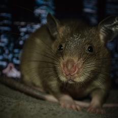 Tamrotte (GAMBIANSK KÆMPEROTTE) Higgels Bigotes