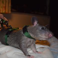 Tamrotte (GAMBIANSK KÆMPEROTTE) Higgels Bigotes