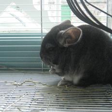 Chinchilla Bamse