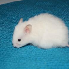 Hamster Prins Caspian *R.I.P.*