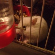 Hamster Prins Caspian *R.I.P.*