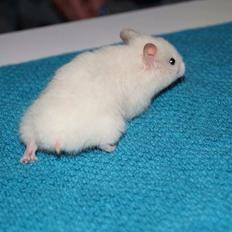 Hamster Prins Caspian *R.I.P.*