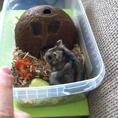 Hamster Tut Zoo's Skrald i låget