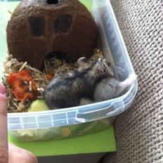 Hamster Tut Zoo's Skrald i låget