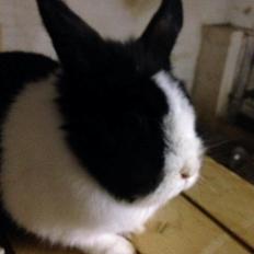 Kanin Unnerup's Beauty Black Princess Blue Eyed Zobella 