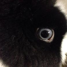 Kanin Unnerup's Beauty Black Princess Blue Eyed Zobella 