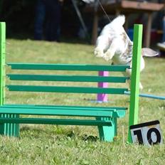 Kanin Dolls Inpavidus Herakles