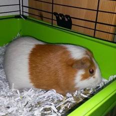 Marsvin Darvin Archemides