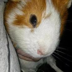 Marsvin Darvin Archemides