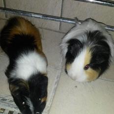 Marsvin Galilea (Gaia)