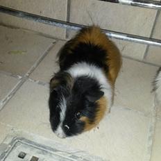 Marsvin Galilea (Gaia)