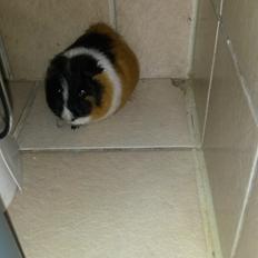 Marsvin Galilea (Gaia)