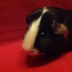 Marsvin Gizmos Speedy