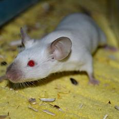 Mus Vejlmus' Ebony [Himmelgnaver]