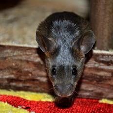 Mus Lux Cornelius [Himmelgnaver]