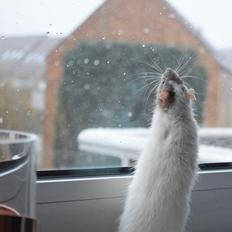 Tamrotte Chanel no. 6