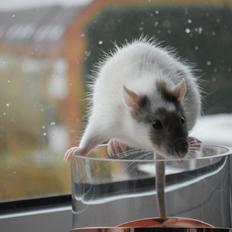 Tamrotte Chanel no. 6