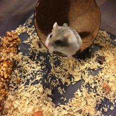 Dværghamster Snudie (SOLGT)