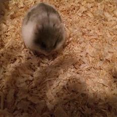 Dværghamster Snudie (SOLGT)