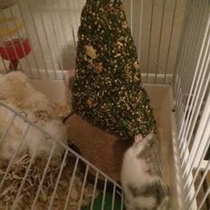 Dværghamster Snudie (SOLGT)