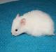 Hamster Prins Caspian *R.I.P.*