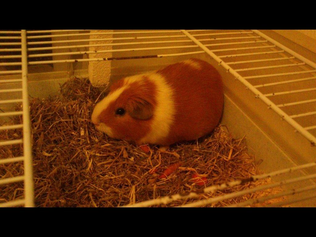 Marsvin Timo.  R.I.P  billede 5