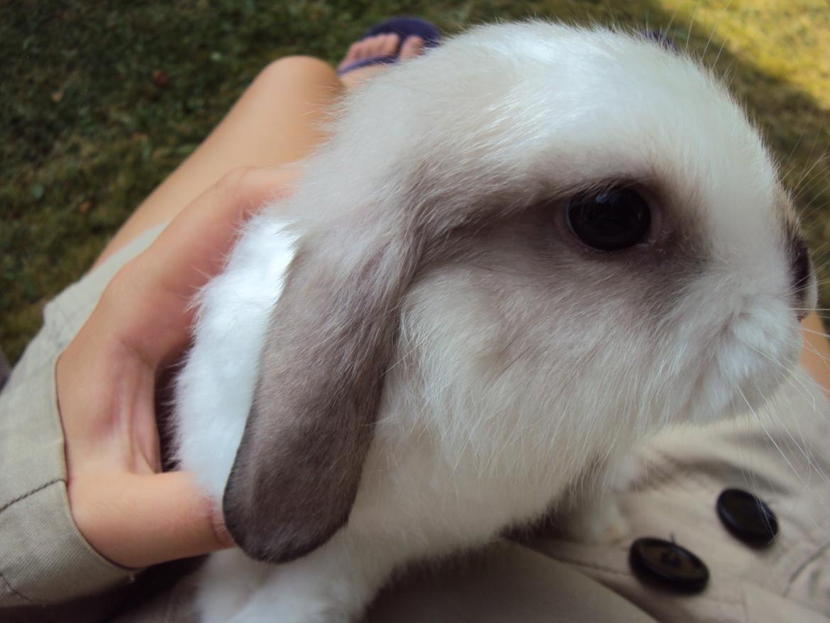 Kanin Noah billede 8