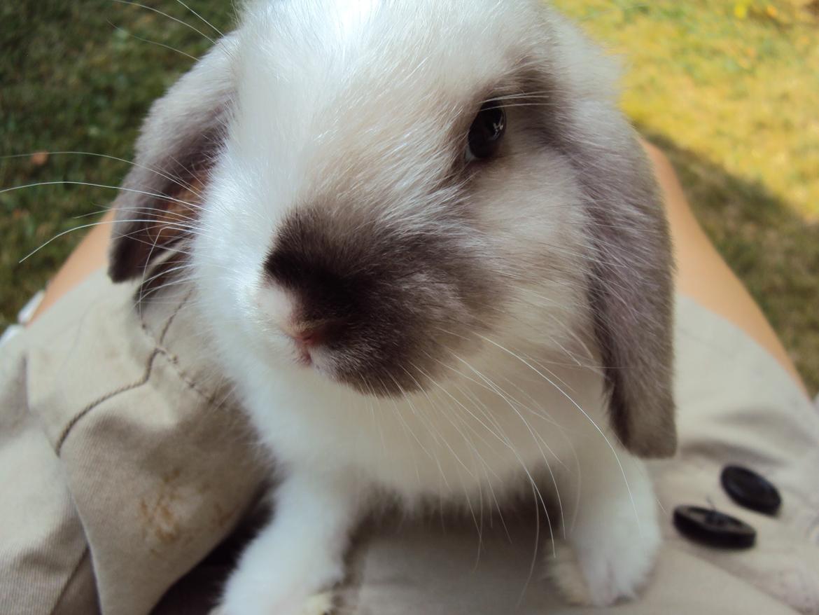 Kanin Noah billede 11