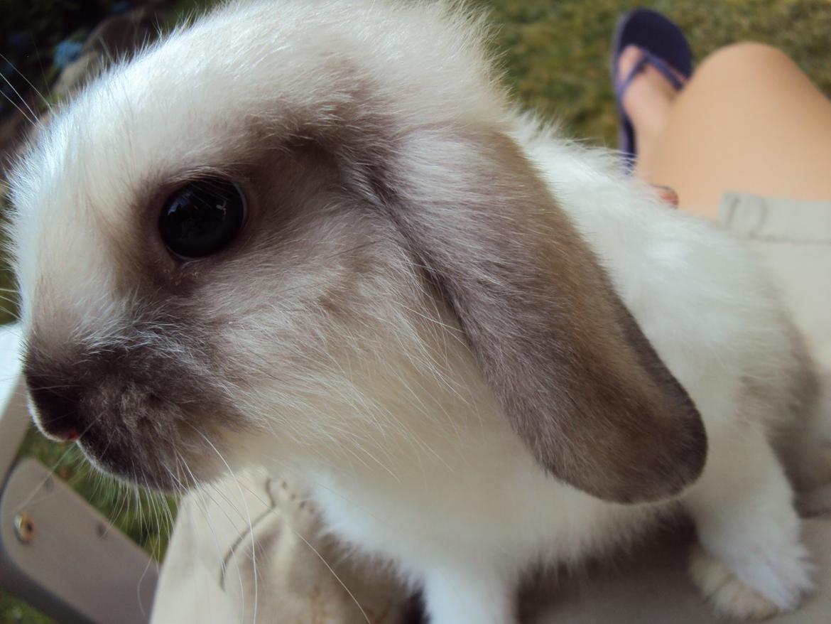 Kanin Noah billede 12