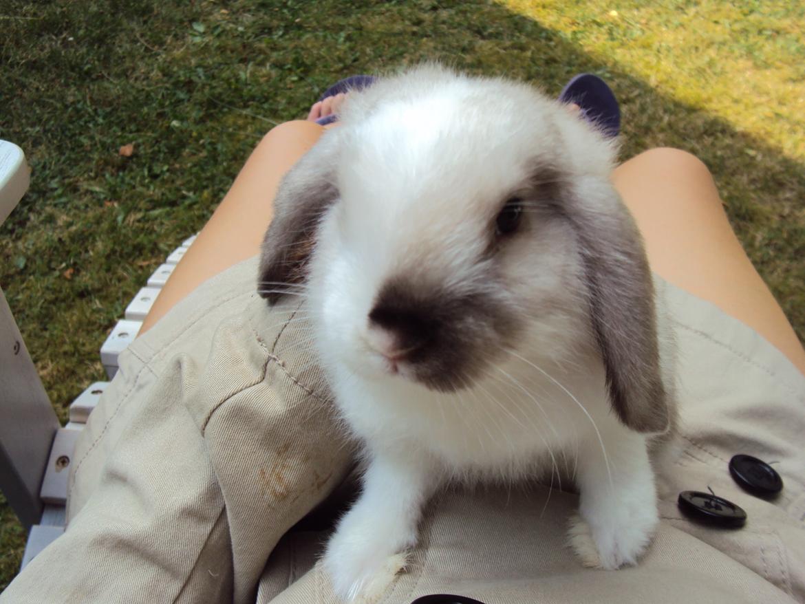 Kanin Noah billede 15